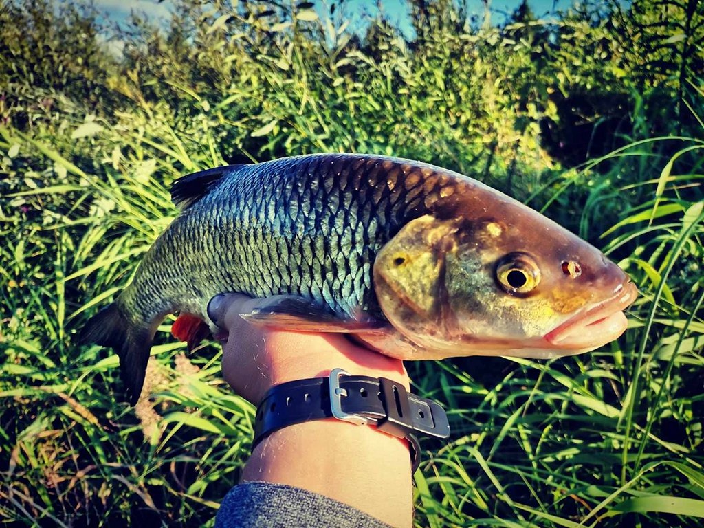 Ловля голавля на фидер летом. Красивый голавль